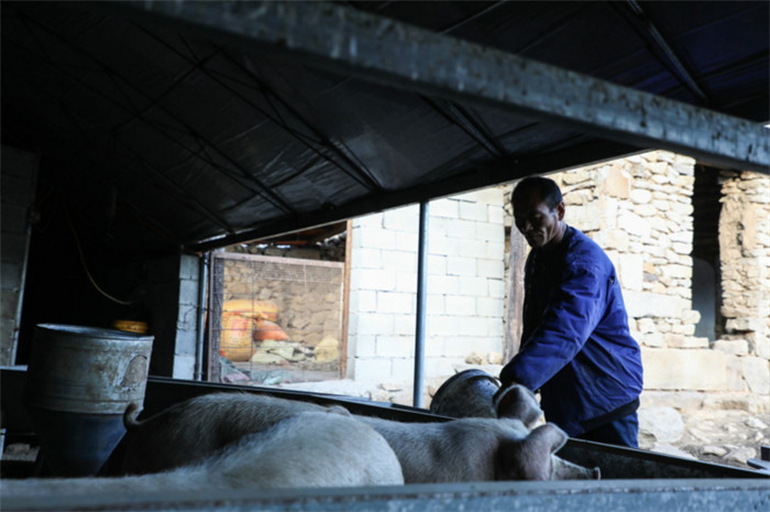 现在喂猪成了老王每天的必修课。