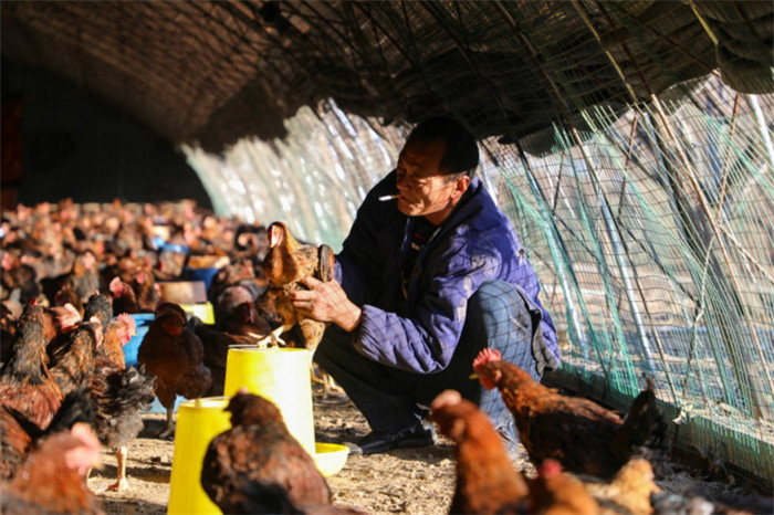 抱着鸡，老王像抱着自己的孩子一样。