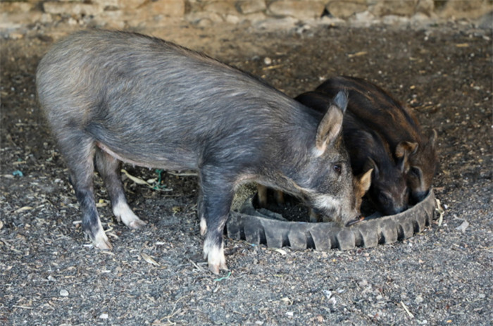 看着猪仔一天天长大，老王心里有一种说不出的滋味。