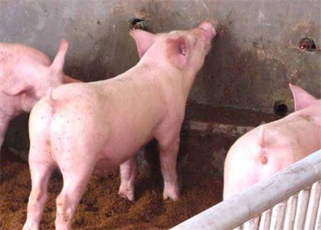 猪脑心肌炎，不仅无有效治疗方案，还易误诊为猪水肿病！