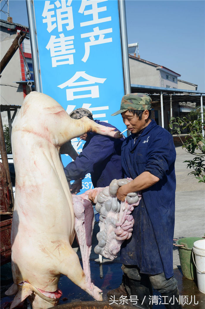 近年来，随着生活水平的提高，城里人越来越注重生活质量，特别是看重不吃饲料、喂的时间长的年猪。