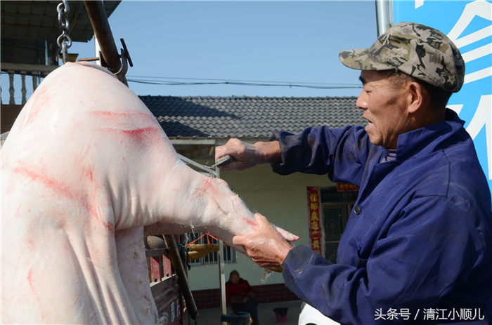 因为这样的农村猪，是当地村民、百姓用粮食喂成的，不用或者少用猪饲料，成本相对会高些，这样的电子游艺平台，吃起来味道更好