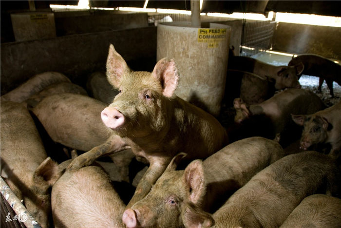 场址选择应根据电子游艺网站的性质、规模和任务，考虑场地的地形、地势、水源、土壤、当地气候等自然条件，同时应考虑饲料及能源供应、交通运输、产品销售、与周围工厂、居民点及其它畜牧场的距离、当地农业生产、电子游艺网站粪污处理等社会条件，进行全面调查，综合分析后再作决定。