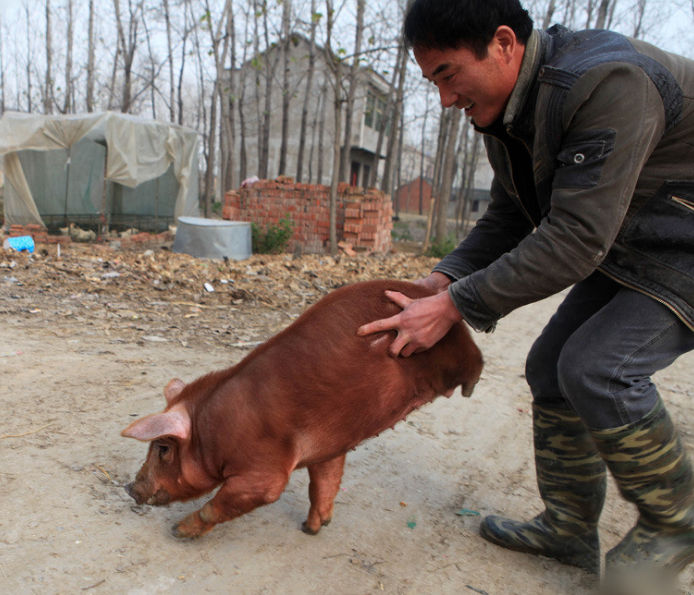但是没想到，居然有一位自称是马戏团的一个人，出高价让把这条猪卖给他，但是阿伯最红还是委婉的拒绝了。他说他不会吃这条猪，更不会卖掉它。