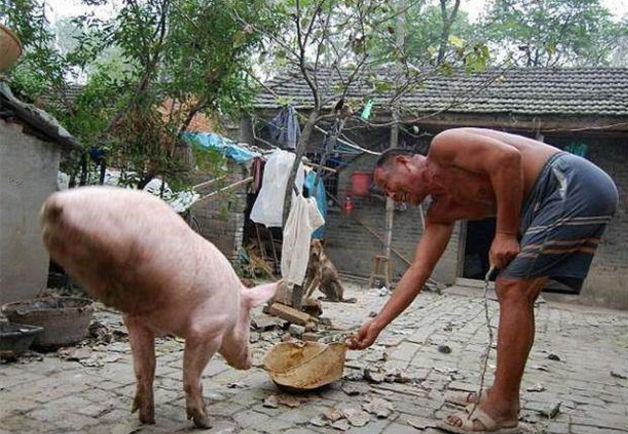 这条猪在阿伯的细心照顾下，谁知道时间一长，这头猪居然练就了一身的本领，可以靠着前面两条腿直立行走，到处乱窜，村民并不在意，也不会撵走它。这个消息很快传开了，镇上也来了专家，说这个不是新物种，所以又走了