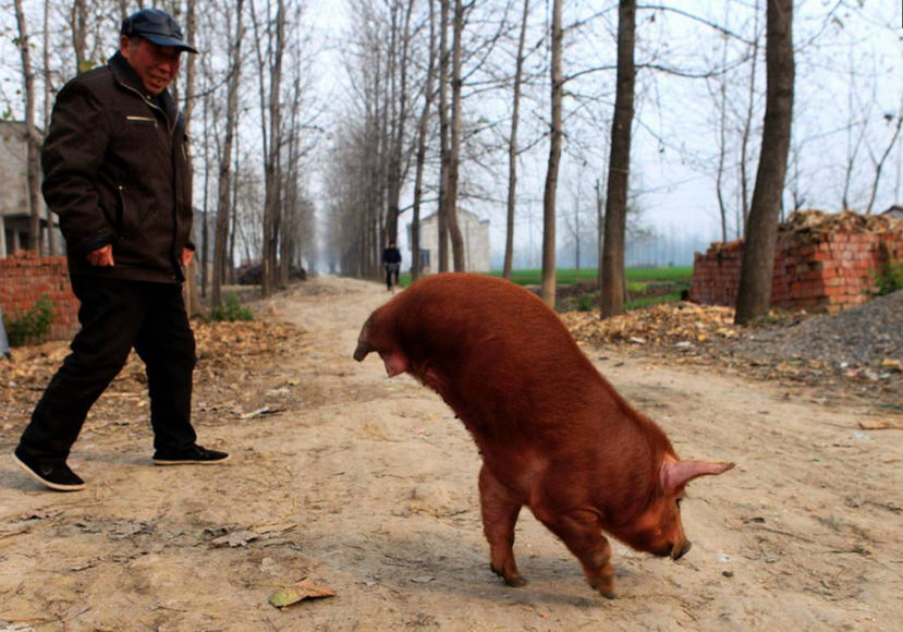 就好像技巧运动“拿大顶”一样，十分可爱，也吸引了乡邻们的“眼球”，并被当地群众称为“猪坚强”。