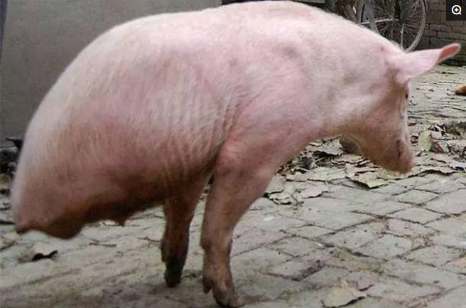 没想到，长大后，这条猪坚强的利用它仅有的两条腿走路，