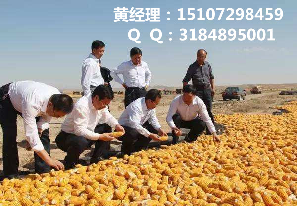 谁知道哪里大量收购玉米,常年收购玉米（优质厂家）