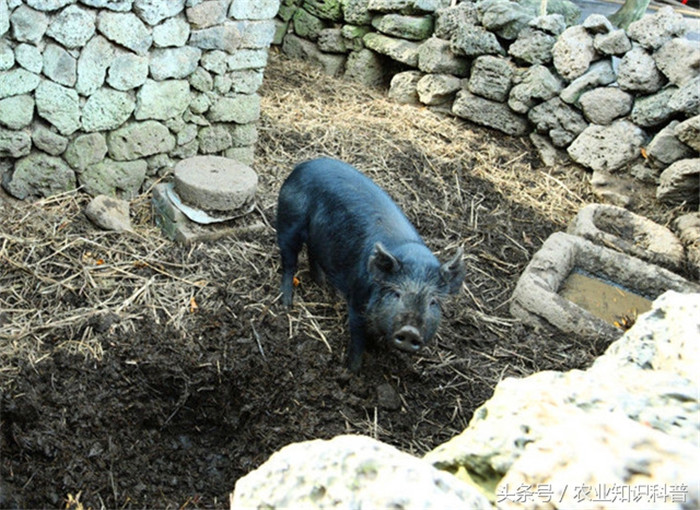 新金猪，产于辽宁新金县，是我国著名的肉脂兼用型品种，体质结实匀称，耳直立稍前倾。胸宽深，背腰宽平，腹线平直，后躯丰满，蹄质结实，被毛稀疏，全身黑色，鼻端、尾尖和四肢下部多为白色，成年公、母猪体重分别为230公斤和175公斤左右。生长快；早熟易肥，饲料利用率较高，胴体瘦肉率在51%左右。