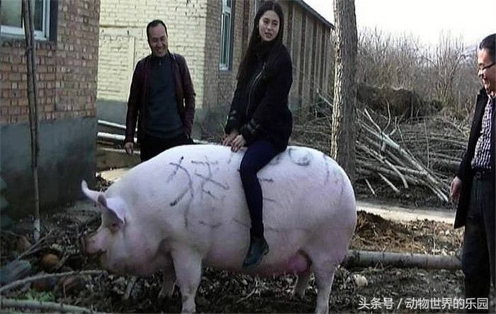 郑州黄河滩地，一头体长2.1米，体重1500斤的大肥猪被一名胆大的女子当做“小牛”骑了起来。托着人的大肥猪，不但走动灵活自如，且不忘记在路边悠闲的寻找着食物。