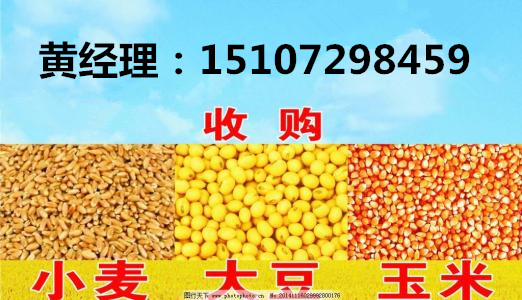 谁知道哪里大量收购玉米  哪里收购玉米价格高