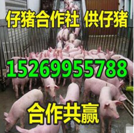 15269955788山东仔猪价格