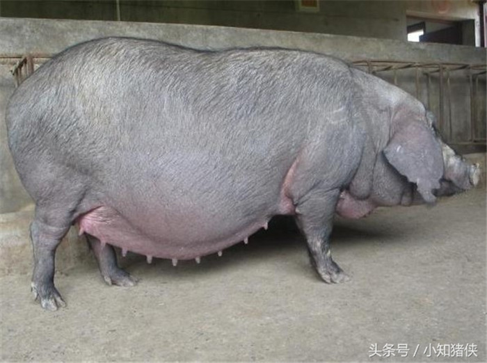 选留母猪时，应注意外形一般要求体躯宽大，背腰平直，后躯宽而发达，四肢结实而稍长，身体各部分发育匀称，被毛光泽，不肥不瘦，  　　有效乳头6对以上，各乳头之间有一定的间隔，并且排列整齐，没有副乳头或发育不良的乳头。