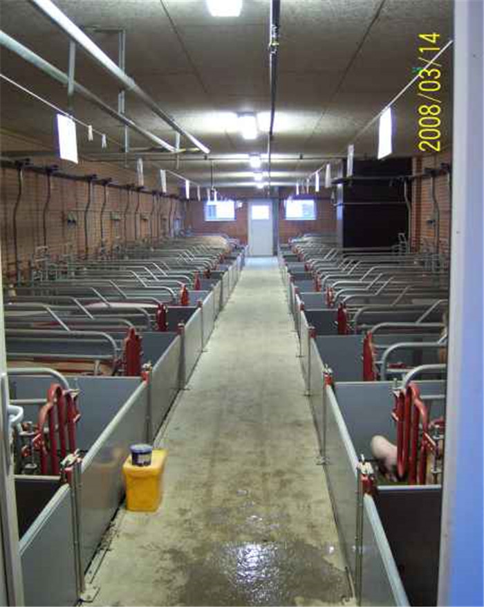 宽阔明亮的猪舍外部情况 