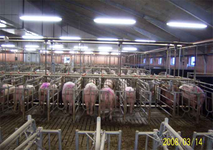 定位栏饲喂，长处许多，然则毛病也许多 