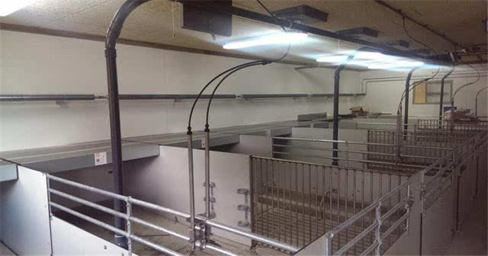 育肥舍，很清洁吧 