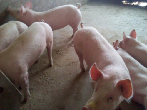 环保大环境下，如何实现电子游艺网站
规模化、生态化养殖？