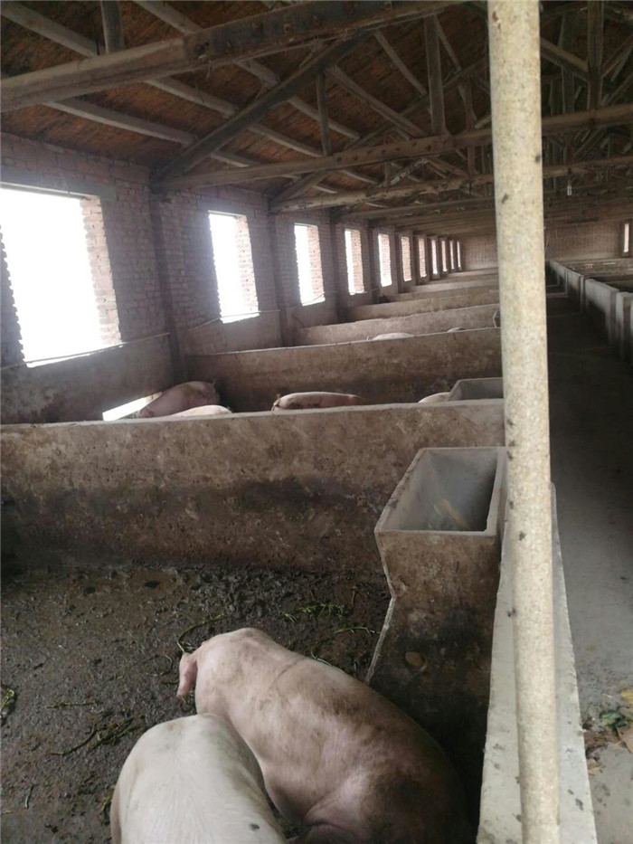 今后电子游艺网站要想在获得高额利润必须做到：1.偏短经产母猪的非生产天数，2.降低初生仔猪死亡率，尽量做到多产猪，少死猪或不死猪，3.精准营养是关键：即用料上满足营养而又不造成营养浪费,也就是说该用哪阶段料就使用哪一段料，笔者认为，今后的竞争要在核算成本上的竞争，然后方能立于不败之地！