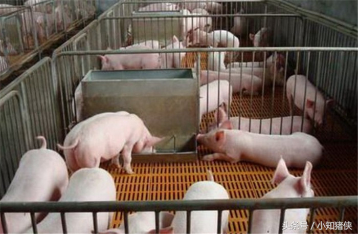 不能只用豆腐渣喂猪 　　 豆腐渣的营养含量比较单一，无氮浸出物、钙和磷含量很少，维生素含量几乎为零。长期单一饲喂豆腐渣，容易引起生猪食欲减退，消化不良。因此，用豆腐渣喂猪时一定要搭配一定量的玉米、糠麸以及青绿饲料来满足猪的营养需求，一般玉米等能量饲料含量应在日粮的50%~58%，麸皮之类应占日粮的10%~15%，豆饼或豆粕的含量应占日粮的5%-10%. 