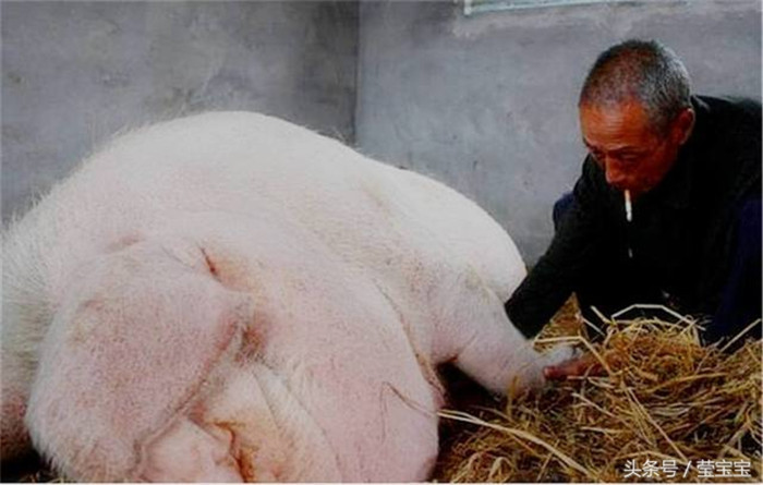 当地居民称为“猪王”。因为一位孤寡老人养的，所以被宰杀的时候，老人多次舍不得，保住了它的命。 