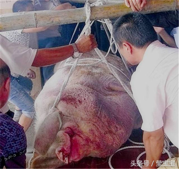 直击：猪王一生多次摆脱宰杀，最后的结局是这样的，看哭很多网友 