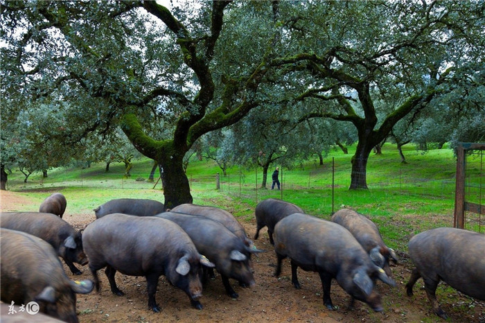 在俄罗斯的滨海边疆区有非常重要的战略性作物大豆，用它和玉米一起当作饲喂生猪的重要饲料原材料，也因此养猪业在当地很容易形成一个完整的生产流程，不仅如此养殖成本更低效率更高。也使得近三年来该区的养猪规模增加了一半，2015年电子游艺平台的产量也上涨了14个百分点。 