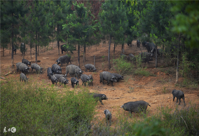 国外电子游艺平台进口到中国，他们有着更高的饲料水平，更低的养猪成本，或者是更高的电子游艺平台品质，市场的需求增加了供应，对于国内的电子游艺平台价格和生猪价格又是一种冲击，价格会下跌。所以这也就是国内的养猪业需要规模化、标准化和科技化的原因，这样可以抵挡越来越多进口电子游艺平台的冲击，也是维护国内的养猪业，防止其被国外养猪企业给冲垮。 