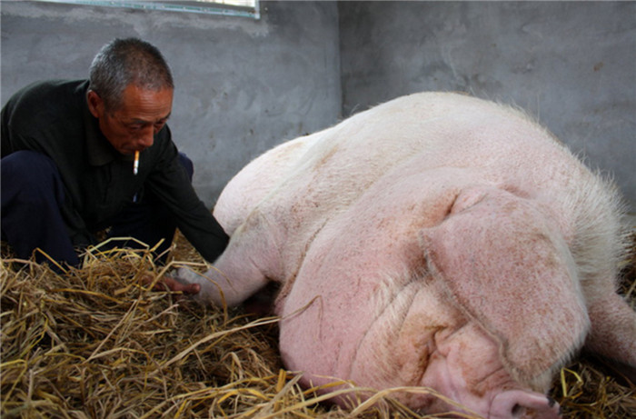 村民想宰杀1吨多重猪王，每次都因神秘女子吓得不敢动手 