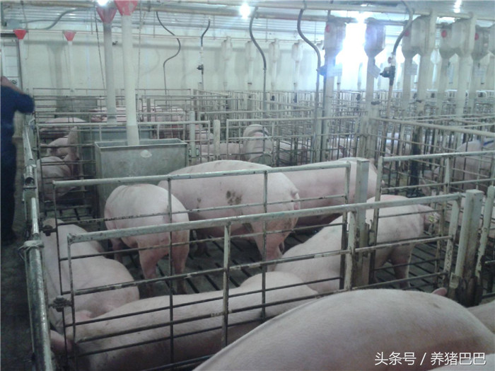 自由采食的后备母猪小栏 