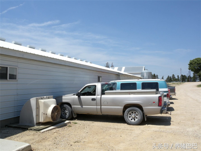 美国养电子游艺网站3000头母猪，使用电子群养系统进行高效养猪 