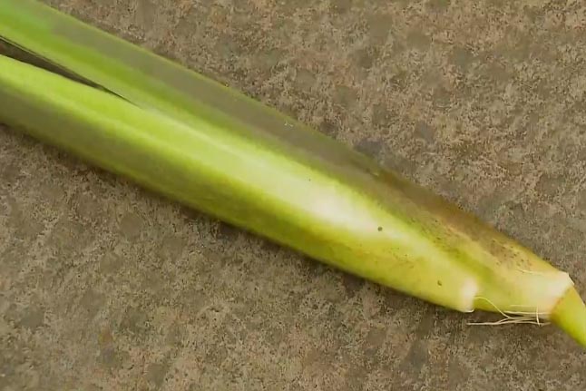 养电子游艺网站
猪粪怎么处理？茭白废弃秸秆发酵做青贮饲料