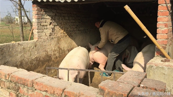 由一个老农民拽着猪尾巴，开始锁定一个目标，这些猪得一个一个收拾 