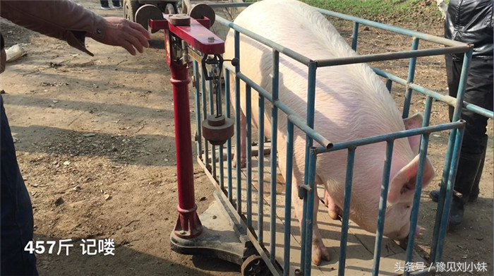 457斤！这头猪那么重？不！还要扣掉笼子，笼子是72斤，这头猪385斤重，现在生猪是7.3元每斤，一头猪卖了两千多块钱！还可以吧。 