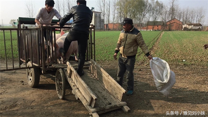 就这样，猪算进到卖猪的车上了！一头猪能卖两千多块，你见过这样拉猪的吗？一个袋子就搞定，猪真是够笨的，真是猪脑袋！看后你有什么想说的？ 
