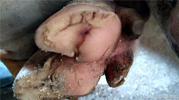 猪生物素（维生素H）缺乏的表现：1、猪被毛过量脱落，皮肤溃烂和皮炎。2、眼睛周围分泌物增多。3、口腔黏膜炎症。4、出现蹄裂、足垫龟裂和出血，后腿痉挛。5、母猪产子数减少。 