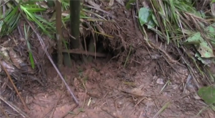 越南人山里人很喜欢去打猎，想吃肉了就去山上打野猪，打来的野电子游艺平台比家猪要好吃，野猪身上的瘦肉比较多，而且味道很好！但是野猪身上有獠牙，他们要好几个人一起去捕猎。他们生活的山很大，经常会有野猪活动。他们组织了10个人一起去到了山上，在自家养的狗的嗅觉带领下， 找到了野猪的窝，在确定了野猪在窝里后，他们削了些竹子，把野猪的窝的出口给堵住了。 