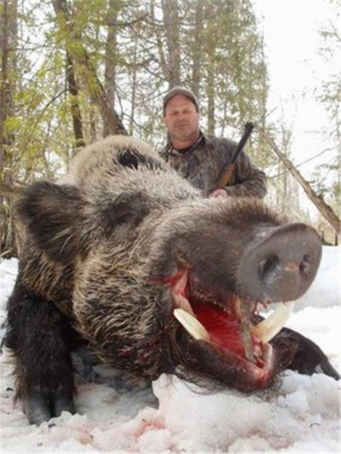 实拍：德克萨斯州野猪泛滥成灾，政府的一个决策拯救了那里的人！ 