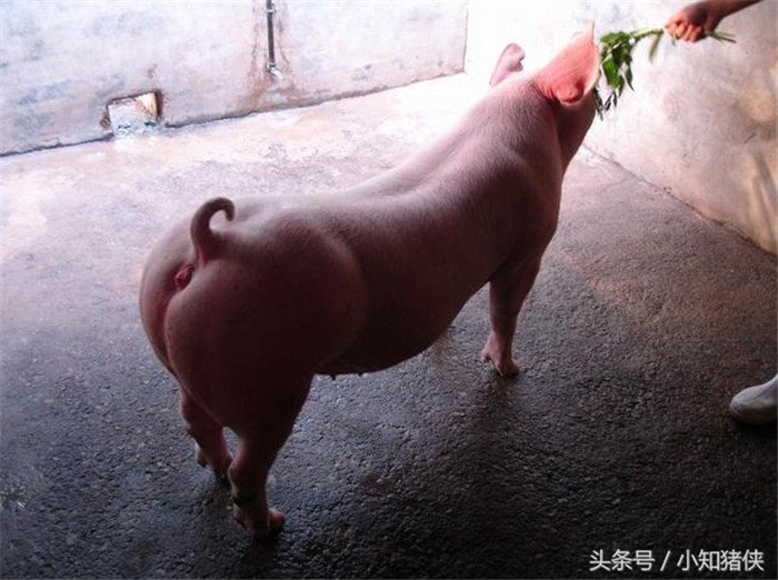 猪不食 猪生长速度的快慢，排除不同品种的差异，主要是由其本身的食欲决定的。如果猪出现了厌食甚至是不食的症状，那势必会长势缓慢，甚至是形成僵猪。大蒜在此时就可以派上用场了，尤其是仔猪吃过开口料之后，用适量的大蒜汁拌料喂仔猪，不仅可以提高仔猪的食欲，而且对于防止仔猪拉稀，提升其本身的抗病能力有着奇效。 