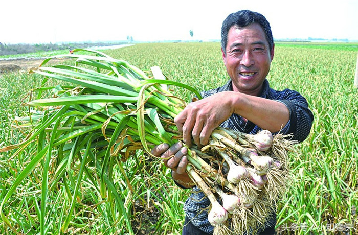 大蒜竟能治疗这几种常见猪病，多少养猪户不知道的！ 