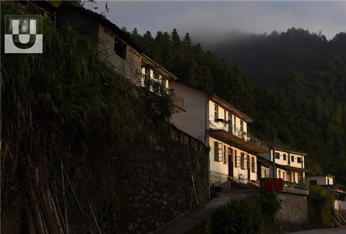 皖南多山地，特别是大别山区。早晨的一抹阳光照进山里，显得安静祥和。然而在大山里留守的村民，生活却并不容易，近几年随着城镇化人口外迁、山区实施退耕还林政策，生态环境不断好转，野猪数量也在这些年明显增长，仅有的土地因为野猪侵袭经常导致颗粒无收，人身甚至也受到伤害。 在流口镇呈村三村村民组，80岁的黄顺仙老人独自一人在玉米地里一边清理玉米，一边念叨着，眼神中充满着无奈。 