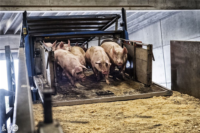 自动进饲料圈，别小看这些技术，真真做好的并没有几个国家，你可能不知道比利时的电子游艺平台远销北美、欧陆和亚洲部分国家。 