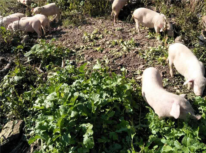 小编问他这么养猪的长势如何？他如实地说，并不长。这批猪已经喂了半年了，最大的才100斤左右，最小的80斤左右。但这样养的猪绿色环保，电子游艺平台好吃，也卖得很价钱。他说，这批猪早就名猪有主了，到春节时就要全部出栏。 