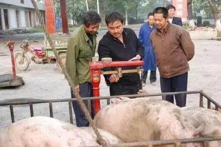 农民养殖户为猪价发愁时，一大波猪贩子们该发财了！