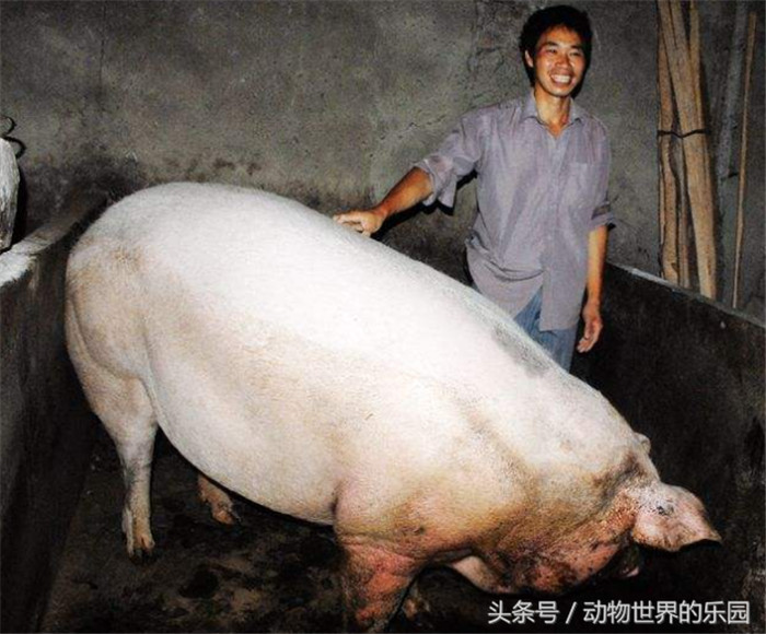 看猪的人多时一天竟达3000人，最少也有800人。有人竟带了香蜡纸钱和贡品。蒋称，他本来想收门票，但派出所不同意，只好作罢。 