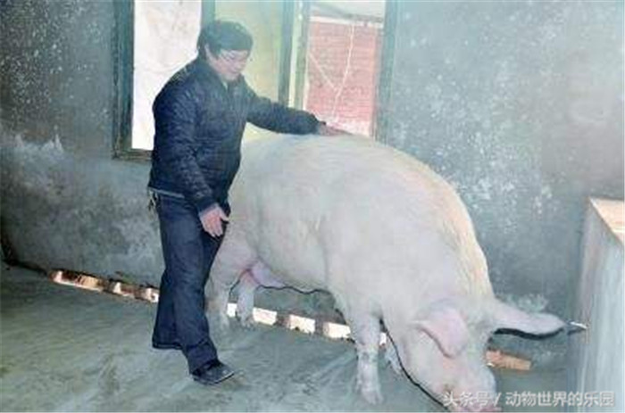 据主人蒋本国说，这头猪已喂了4年半，目前体重至少在1500斤以上，每天要吃几十斤粮食，养出这么一头罕见的“猪王”，当地人觉得很神奇，盛传他家养的这头猪是“神猪”，各地的人纷纷赶往蒋本国家，一睹“神猪”风采。 