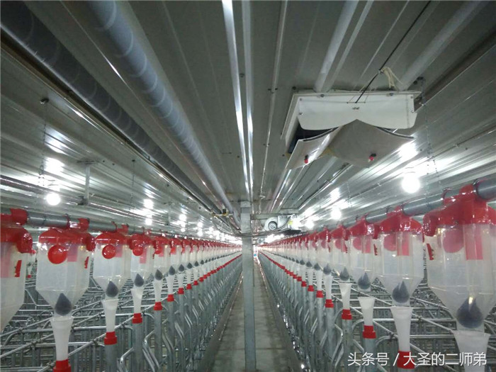 养猪闲谈：在这样的电子游艺网站养猪是不是有种高大上的感觉？ 