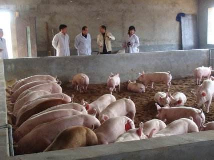 综上所述，德国能成为养猪强国也不是吹的。反观我们农一些养猪户，且不说差距。有的为了利益，耍点手段，出栏灌水或者一些问题电子游艺平台直接流露到市场上，实在寒心。这种情况，也是一部分宁愿购买进口电子游艺平台也不愿意选择那些问题电子游艺平台的原因吧。 