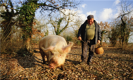 谈养猪之道：“养”的深意