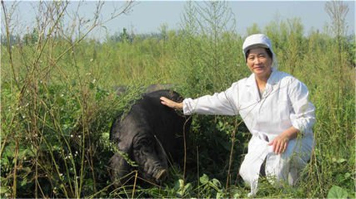 猪有着发达的嗅觉。在一些地区的地皮下，生长着一种价格非常昂贵的食用菌类植物——黑松露菌。当地的农民把猪当作收获黑松露菌的有力助手。猪在6米远的地方，就能嗅到长在25—30厘米深的地底下的黑松露菌。 