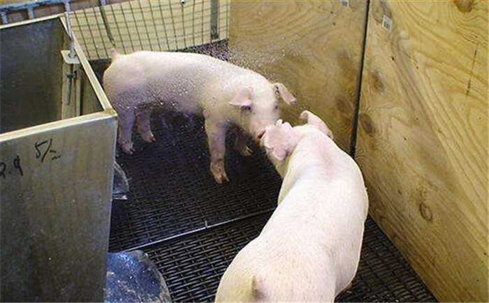 一天后，研究人员把镜子放在明显位置，然后将食物安放在不能够直接看到，但是能够在镜子映像里看到的地方。想看看这些之前与镜子有过亲密接触的猪和那些对镜子很陌生的猪有什么行为上的差别。有经验的猪平均23秒内就找到食物，而那些没经验的猪则把镜子里的食物当真，只是绕着镜子寻找食物。 